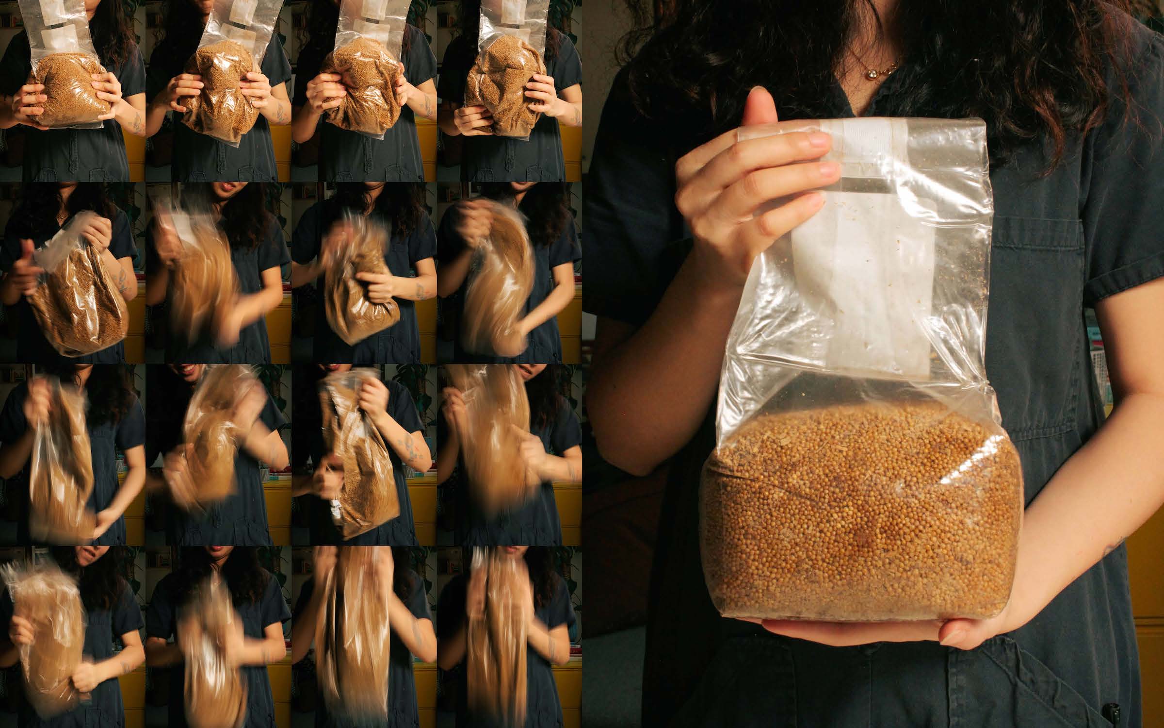 Renee shaking bag of mycelium food